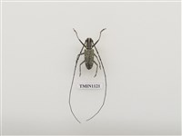 藏品(黃星天牛)的圖片